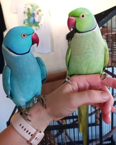 Indian-Ringneck-915x1024