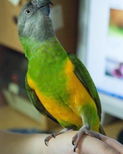 Poicephalus_senegalus_-pet_looking_upwards-8a