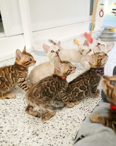 bengal.cats.adoption_1737414464_3550012287299907607_52980701636