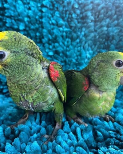 paradise_biird_farm_1726228526_3456177838026425571_51422065921