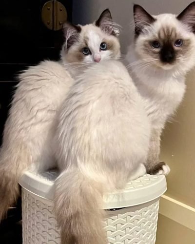 ragtimeza_1643346228_2760910732775279663_2253663924