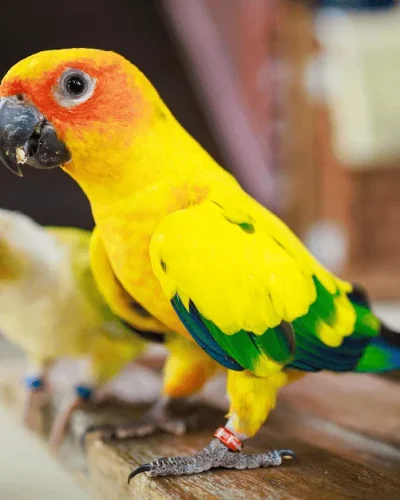 sun-conure-parrot-bird-1-jpg