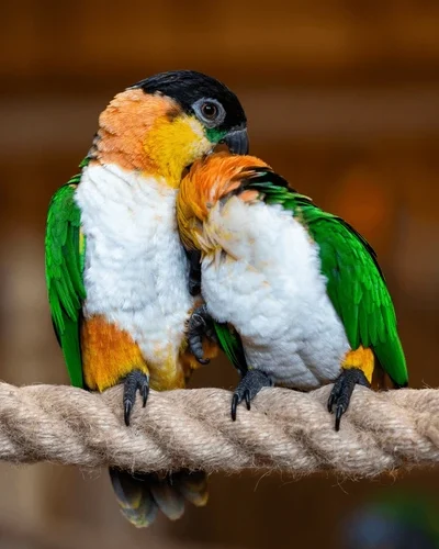 two-blackheaded-caiques-parrots-sitting-600nw-2585254763